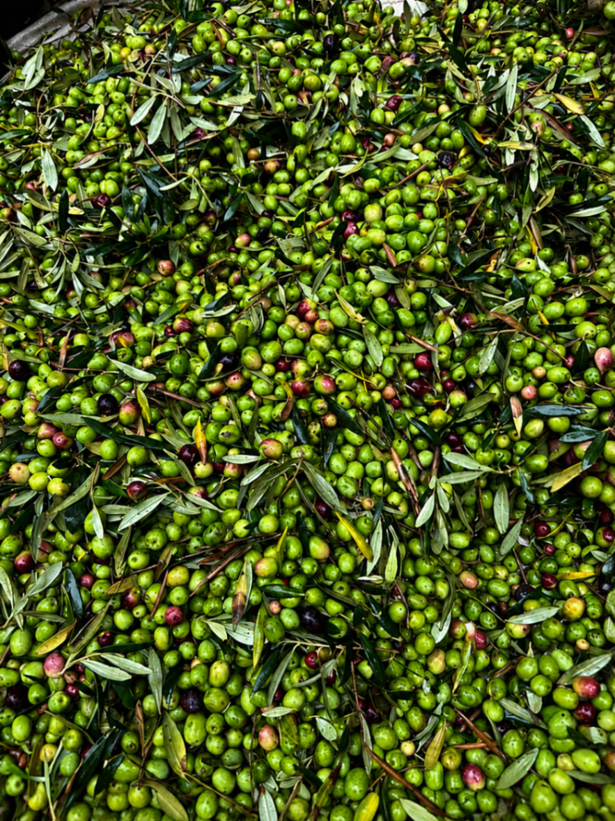 Freshly harvested olives with leaves, showing the diversity of the season's fruit.