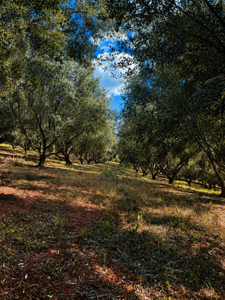 Olivas Gerais grove in the Mantiqueira Range, natural light filtering between the trees.