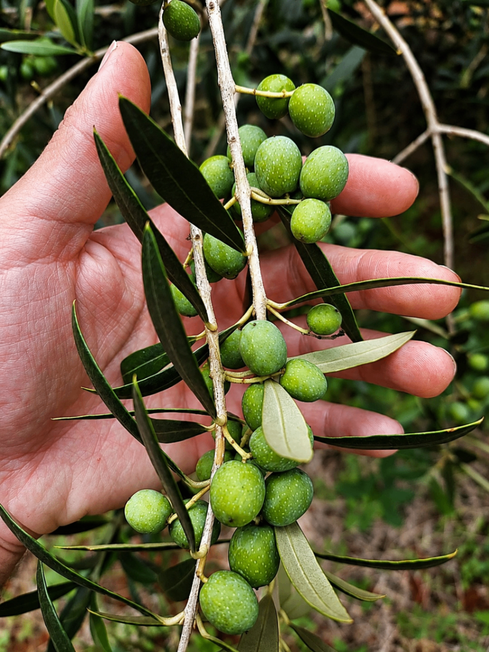 Olive branch holding green fruit, freshly hand-picked at the Olivas Gerais grove.